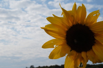 Sunflower natural background, Sunflower blooming, Sunflower oil improves skin health and promote...