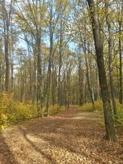Fototapeta premium road through the colorful forest in autumn. leafs on the footpath 