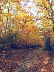 road through the colorful forest in autumn. leafs on the footpath 