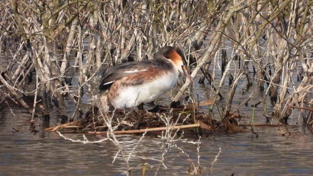Haubentaucher&nbsp;(Podiceps cristatus) beim Nestbau