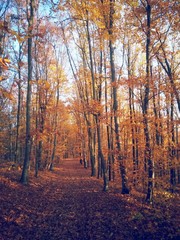 Fototapeta premium road through the colorful forest in autumn. leafs on the footpath 