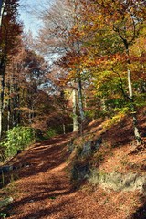 road through the colorful forest in autumn. leafs on the footpath 