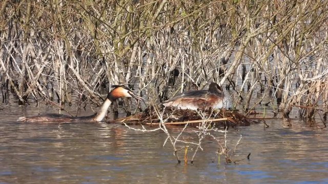 Haubentaucher&nbsp;(Podiceps cristatus) beim Nestbau