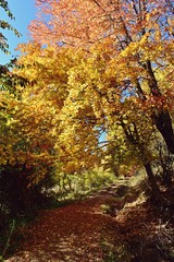 road through the colorful forest in autumn. leafs on the footpath 
