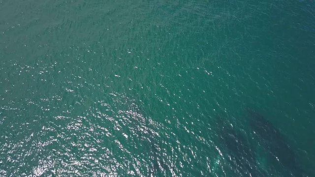 Humpback Whale Watching off Isla Conadora, Las Perlas Panama