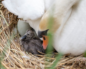 Swan watching over her new born hatched cygnet 