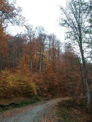 road through the colorful forest in autumn. leafs on the footpath 