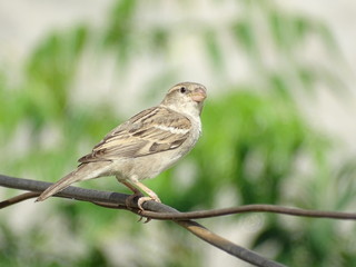 sparrow on a cable wire 