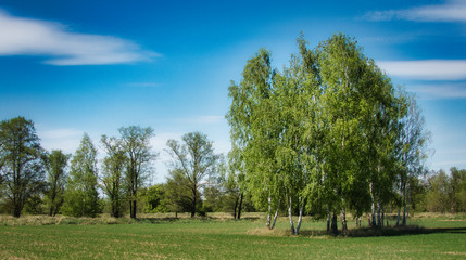 Fototapeta na wymiar Polana z drzewami