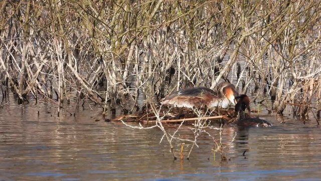 Haubentaucher&nbsp;(Podiceps cristatus) beim Nestbau
