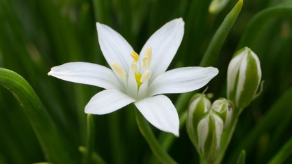 Obraz premium beautiful white flower at close range, spring day