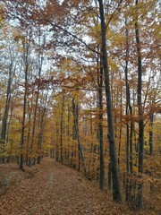 road through the colorful forest in autumn. leafs on the footpath 