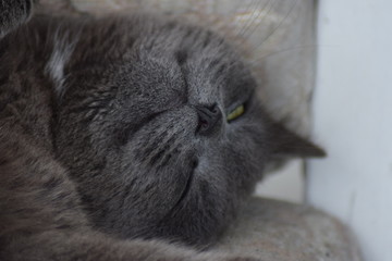 lazy grey cat chilling in the sun with bright eyes close up of the animal