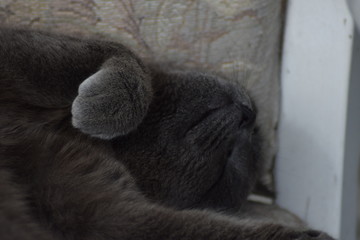 Naklejka premium lazy grey cat chilling in the sun with bright eyes close up of the animal