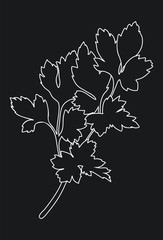Parsley isolated on black background. Outline vector illustration