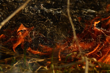 fire burn grass