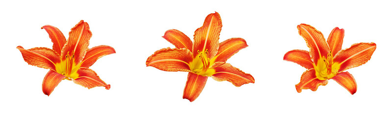 Orange day lily flower set white background isolated close up, three red & yellow petals lilly,...