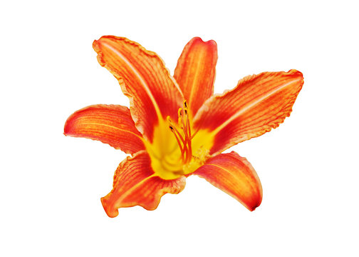Orange day lily flower white background isolated close up, red and yellow petals lilly, bright beautiful hippeastrum macro, colorful amaryllis flower head, daylily garden plant, floral design element