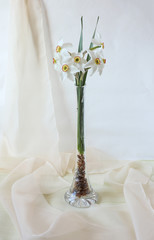 A bouquet of flowering daffodils on a white background, vertical frame