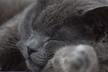 lazy grey cat chilling in the sun with bright eyes close up of the animal