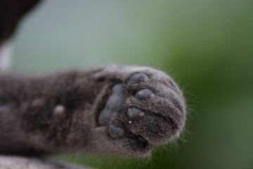 lazy grey cat chilling in the sun with bright eyes close up of the animal