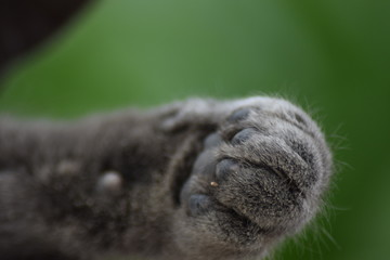 lazy grey cat chilling in the sun with bright eyes close up of the animal