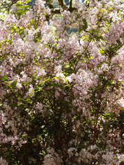 (Deutzia purpurascens) Purpur-Deutzie, als Zierstrauch verwendet mit schönen weißen und rötlichen Blüten auf flexiblen und gewölbte Zweige und Äste