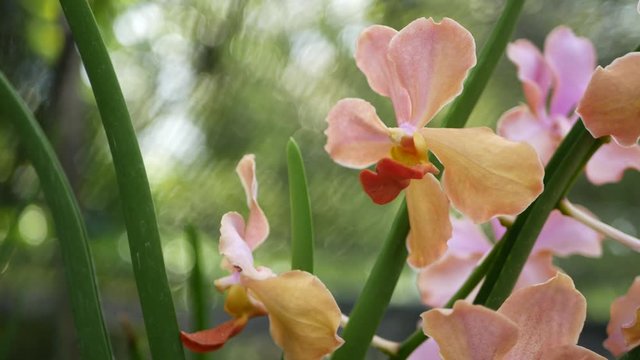 Blurred macro close up, colorful tropical orchid flower in spring garden, tender petals among sunny lush foliage. Abstract natural exotic background with copy space. Floral blossom and leaves pattern.