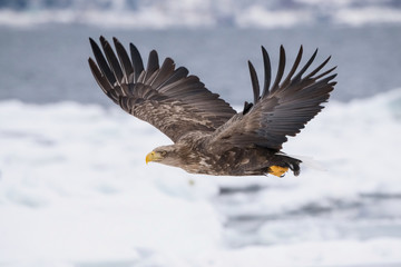 The White-tailed eagle, Haliaeetus albicilla The bird is flying in beautiful artick winter environment Japan Hokkaido Wildlife scene from Asia nature. Came from Kamtchatka..
