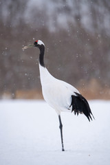 The Red-crowned crane, Grus japonensis The bird is standing in beautiful artick winter environment Japan Hokkaido Wildlife scene from Asia nature. ..