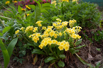 Small yellow flowers in the garden among the greenery