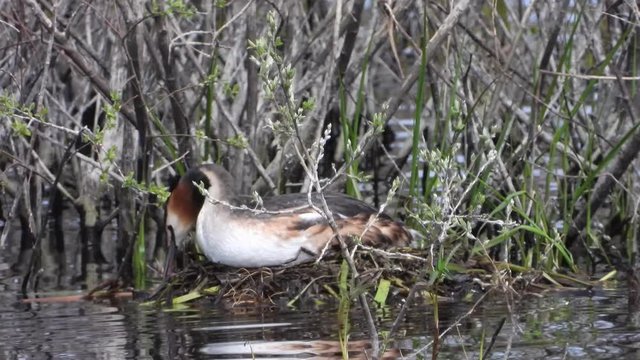 Haubentaucher&nbsp;(Podiceps cristatus) br&uuml;tet