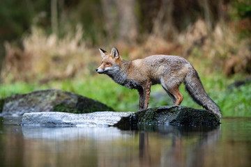Red fox, Vulpes vulpes The mammal is standing on the stone at the river in the dark forest Europe Czech Republic Wildlife scene from Europe nature. young male