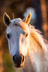Naklejka premium Camargue Horses in the south of France
