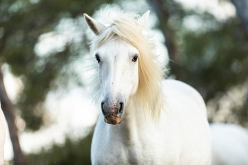 Fototapeta na wymiar Camargue Horses in the south of France