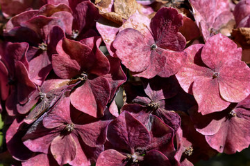 Primer plano de flores de hortensia en color burdeos. Colorido fondo floral natural iluminado por...