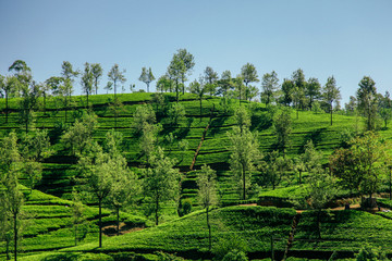 Fototapeta na wymiar The scenic train railway journey through Sri Lanka’s tea plantations