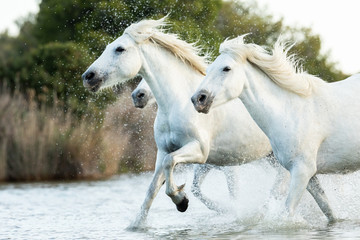 Obraz na płótnie Canvas Camargue Horses in the south of France