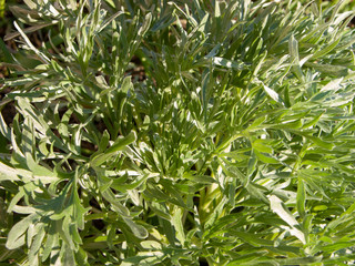 Young spring greens Artemisia absinthium. Shooting at sunset, close-up, narrow focus.