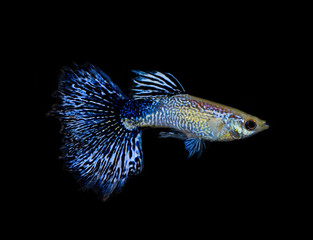 Poecilia reticulata isolated on background