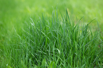 Obraz premium green grass background