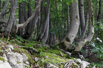 Wind chasers, crooked and gnarled tree trunks in forest on Mount Vogel, Lake Bohinjsko jezero, Bohinj, Slovenia