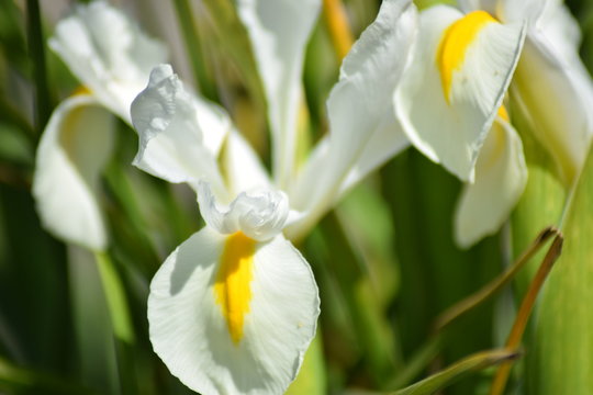 flower in the sunlight with happy colors for good feelings and vibes. Green in the background of the photograph. Close up of flower during spring
