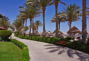 Fototapeta na wymiar Palm trees, umbrellas and sunbeds on a sandy beach. Coast of Red Sea