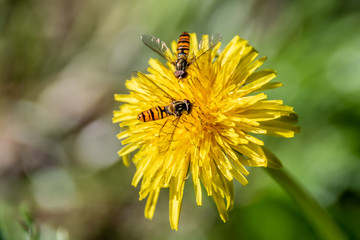 bees on flower