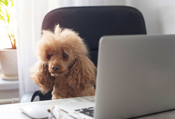 dog apricot poodle with glasses sitting at a table and looking at a laptop, the concept of working from home during quarantine