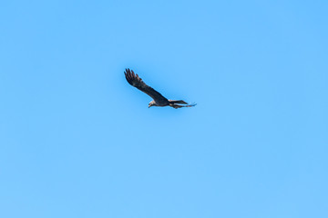 rapace