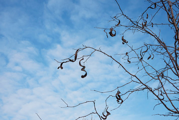 Gleditsia triacanthos inermis