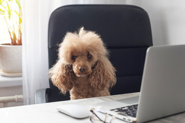 dog apricot poodle with glasses sitting at a table and looking at a laptop, the concept of working from home during quarantine