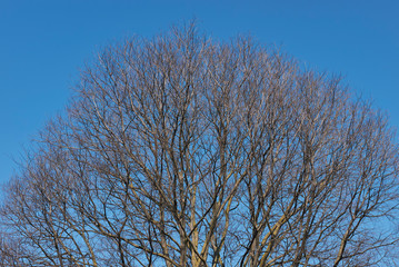 Fototapeta premium Celtis australis